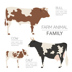 Cattle farming infographic template. Cow, bull, calf family. Flat design. Vector illustration
