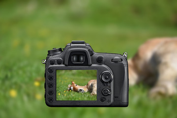DSLR reflex camera photographing with on screen live image of a little foal having a rest in the green grass with flowers