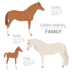 Horse farming infographic template. Stallion, mare, foal family.