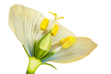 Model of flower with stamens and pistils on white