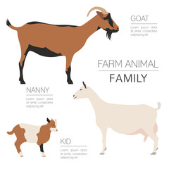 Goat farming infographic template. Animall family. Flat design