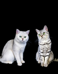 Two british short hair cats on black background