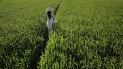 WS HA LD Young Woman Wearing Ao Dai Walking Across Rice Paddy / Hoi An, Vietnam