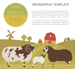 Sheep farming infographic template. Ram, ewe, lamb family. Flat