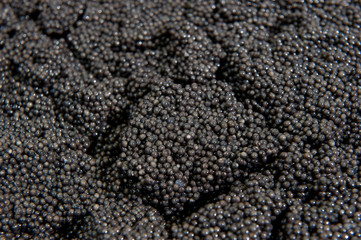 Caviar processing plant, close-up of sturgeon eggs