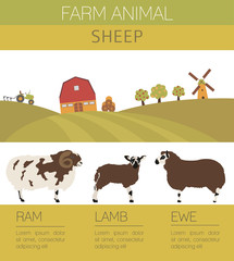 Sheep farming infographic template. Ram, ewe, lamb family. Flat