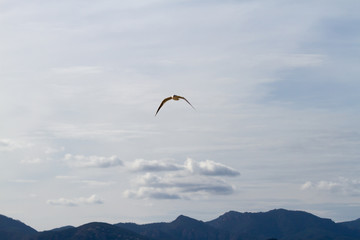 Fototapeta na wymiar Soaring seagull