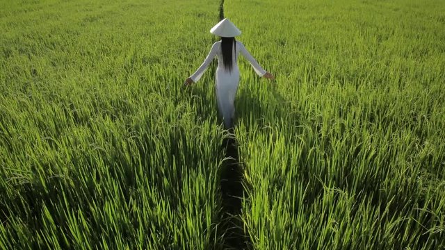 WS HA LD Young Woman Wearing Ao Dai Walking Across Rice Paddy / Hoi An, Vietnam