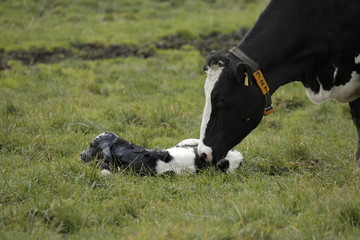 cow with calf