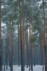 Naklejka premium Winter pine forest