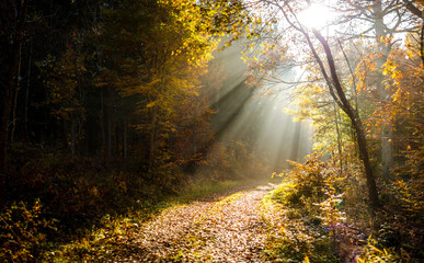 Sunrays in Forest at Autumn Time