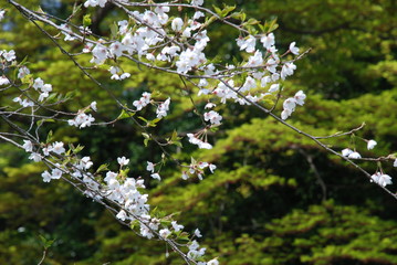 桜