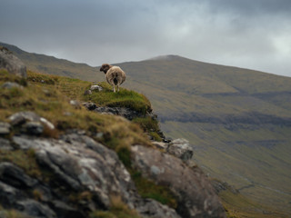 Sheep on mountain slope