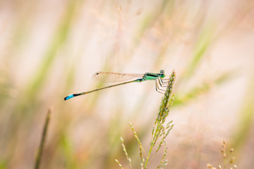 Small dragonfly