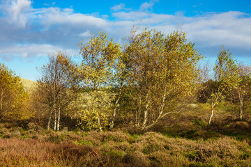 Landschaft in den Dünen auf der Insel Amrum