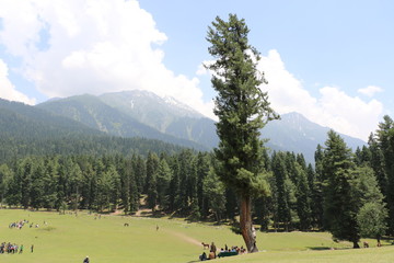 The beauty of the Pahalgam Valley in Jammu & Kashmir in summer. 