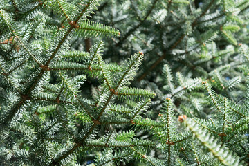 Fir tree useful as a background. Christmas tree.