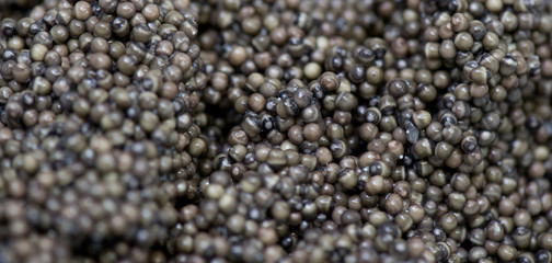 Caviar processing plant, close-up of sturgeon eggs