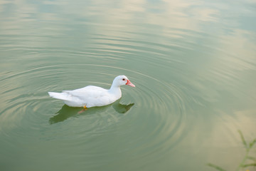 Fototapeta premium White duck in the lake