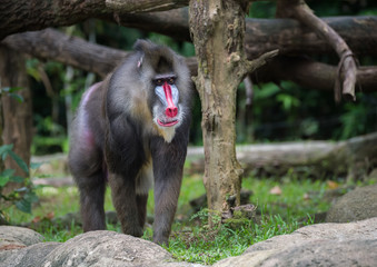 Thoughtful fluffy large mandrill goes near a large stone in the Singapore zoo