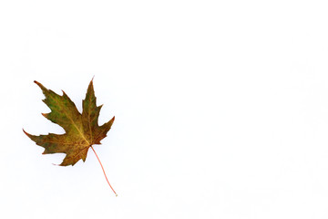 the last leaf of autumn/ frozen maple leaf fallen on a bright snowy background 