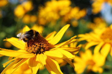trzmiel na kwiatku © Robert