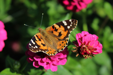Obraz na płótnie Canvas motyl na kwiatku
