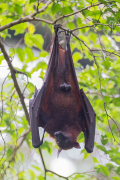 Cute male bat hanging upside down on a branch (Singapore)