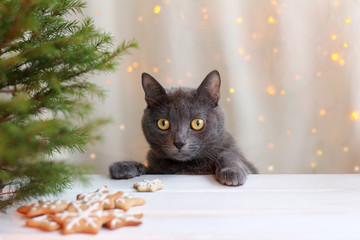 waiting favorite dish/ whiskered cat at a table with cookies and Christmas tree on the background...