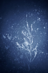 Creative winter background of plants in the snow and frost on blue ice from above.