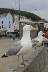 seagulls