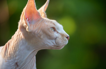 Sphynx cat  portrait, outdoors against green background.