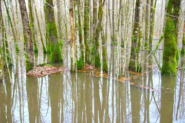 Fototapeta na wymiar Flooded forest, natural catastrophe