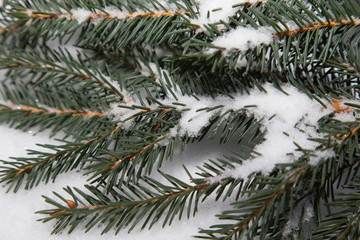 Fir tree branch on a white snow background. New year and christm