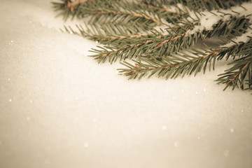Fir tree branch on a white snow background. New year and christm