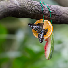 Beautiful black with white and blue butterfly sits on half an orange next to the crust of watermelon that hang on a branch (Singapore)