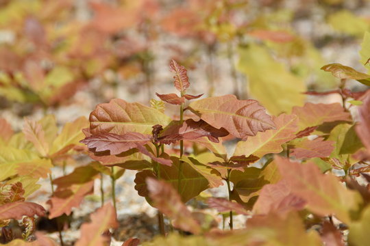young oaks