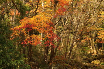 森の紅葉