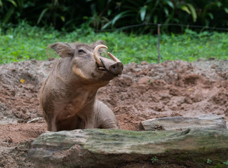 Fototapeta premium Pig male with large tusks sits in a muddy puddle, and looks into the camera (Singapore Zoo)
