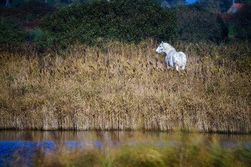 F, Bretagne, Finistère, Pferd, Schimmel in den Sümpfen von Curnic