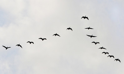 migratory bird in Korea South