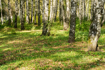 Birch Trees in Autumn Park