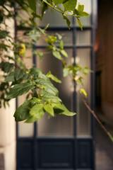 Verdure en milieu urbain