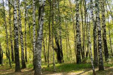 Fototapeta na wymiar Birch Trees in Autumn Park
