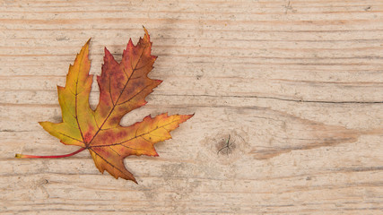 Single autumn yellow and brown maple leaf at the left border on a white washed scaffolding wooden planks