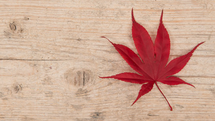 Single red maple leaf at the right border on a white washed scaffolding wooden planks