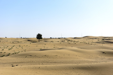 Fototapeta na wymiar Trees in Sand Desert