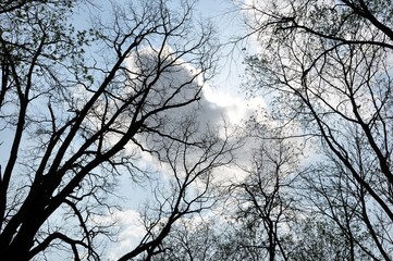 tree branches on sky background