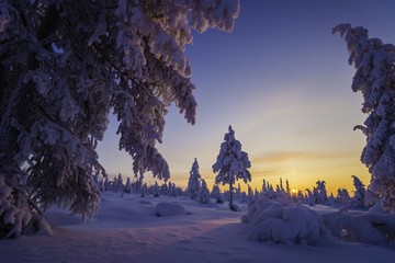 Winter landscape with forest, sun and snow. 