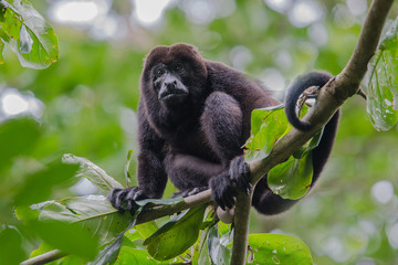 Obraz premium Male howler monkey resting in the trees surrounded with green leaves